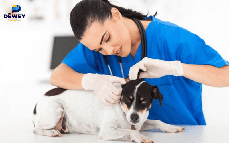 Sinh viên ngành Thú y thực hành tại phòng thí nghiệm và bệnh viện thú y tại Anh