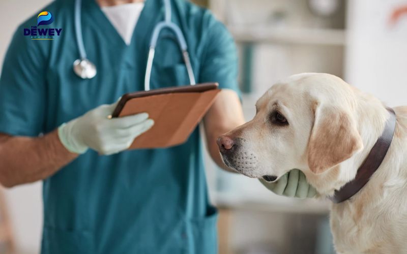 Bác sĩ thú y là nghề nghiệp gắn liền với chăm sóc động vật